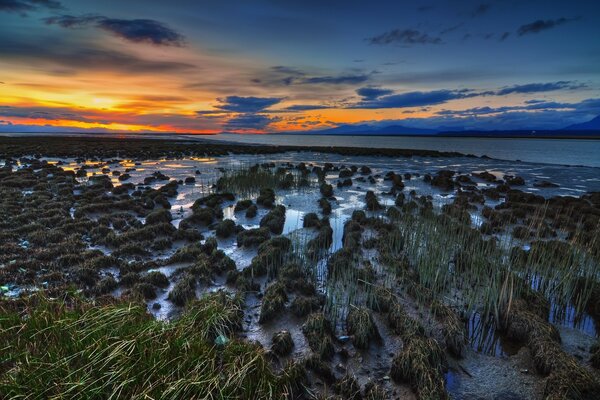 A swampy meadow on the background of sunset