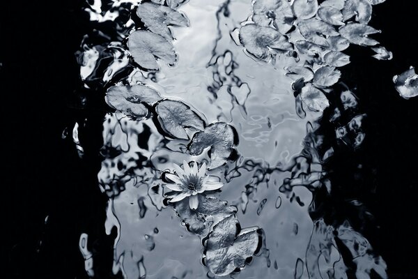Monochrome image of a lily in water