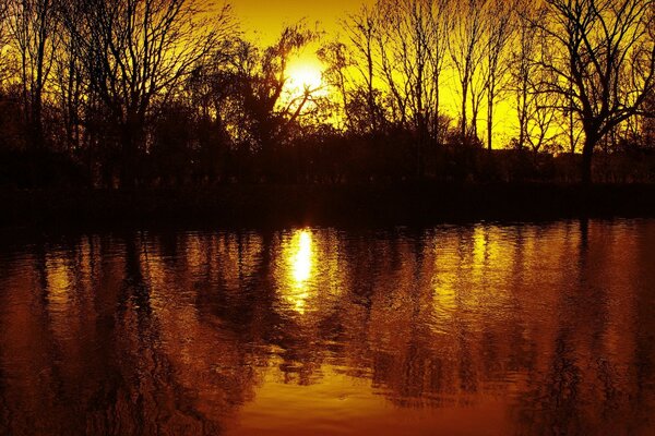 Reflection in the waves of trees at sunset