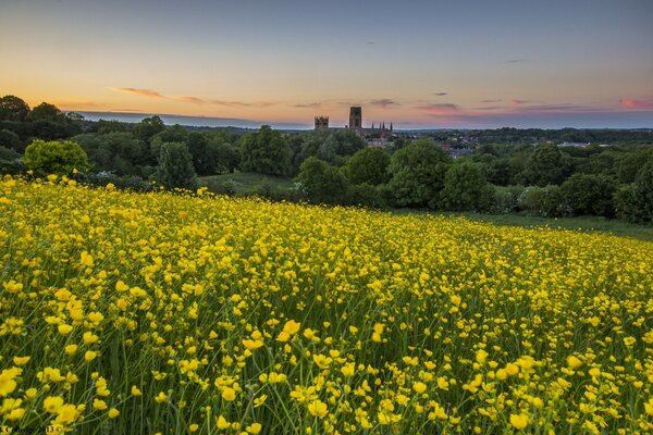 Field of yellow spring flowers