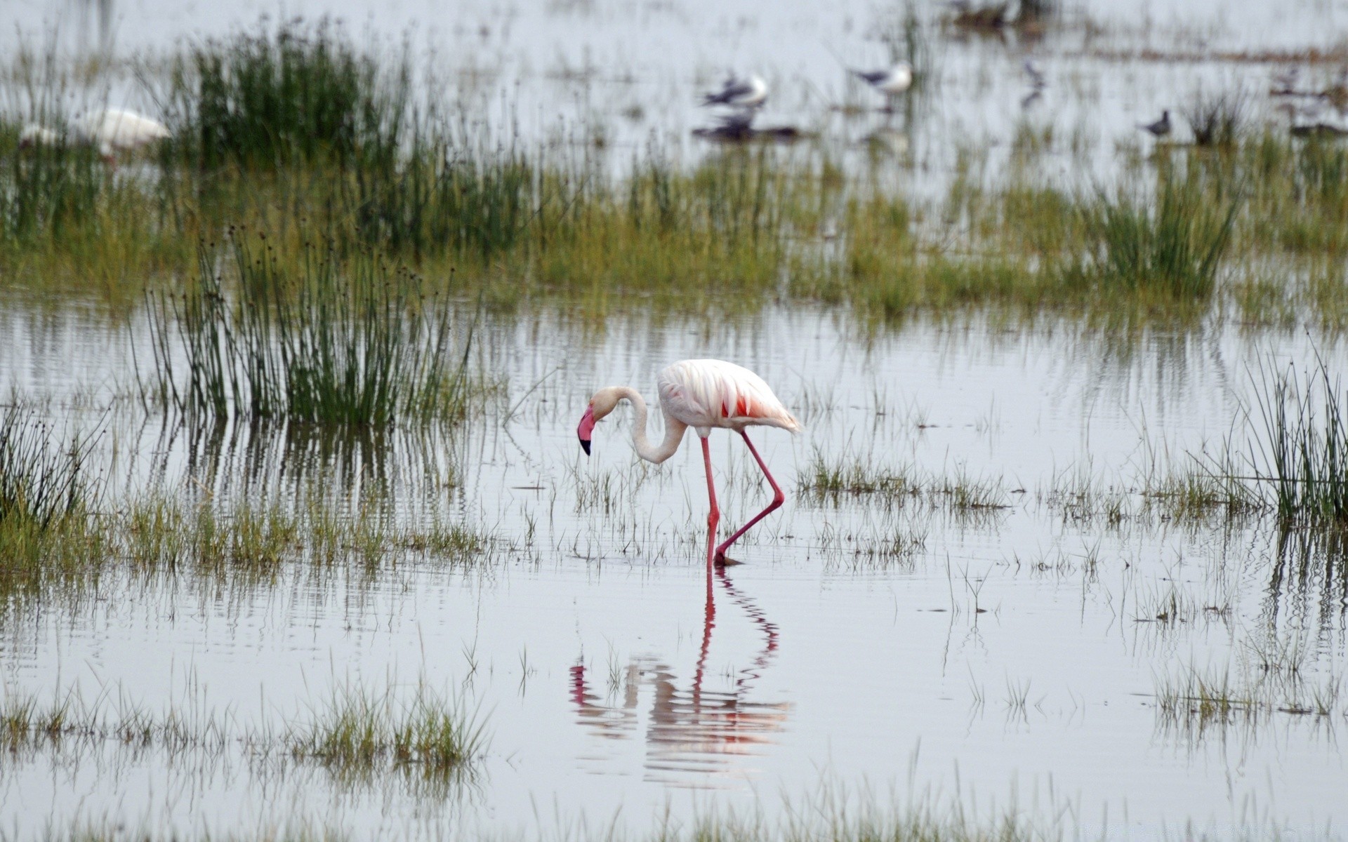 africa water marsh lake bird reflection wildlife pool nature swamp animal neck wild shorebird heron wetlands egret flamingo avian environment