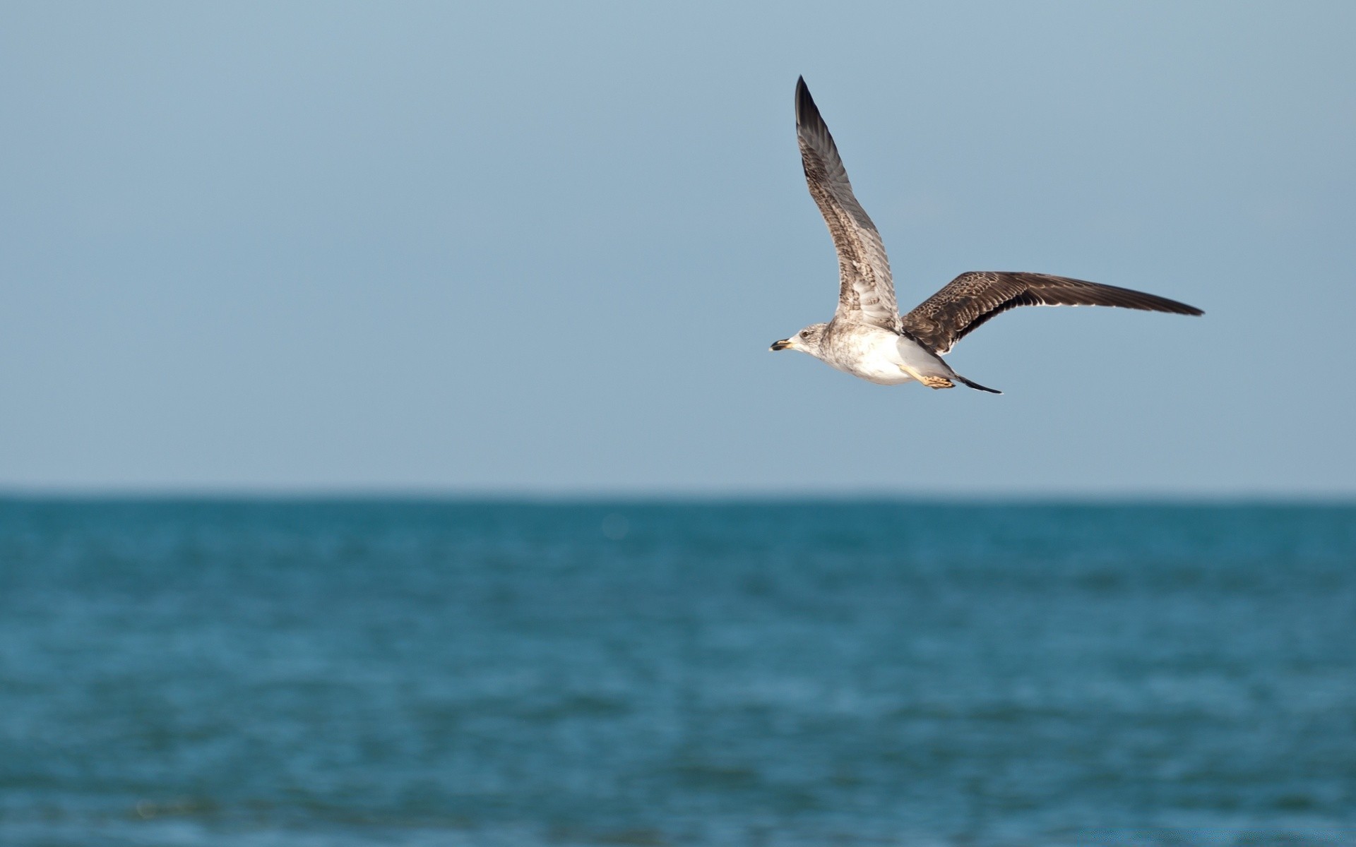 africa water sea bird nature seagulls ocean beach outdoors wildlife seashore sky summer travel