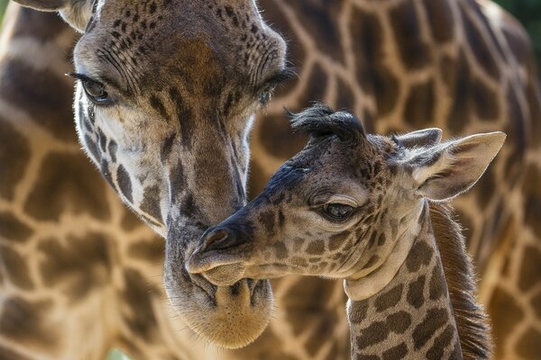 African giraffes wildlife