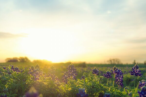 Flowers on the field create a pattern, nature in all its glory appeared to the eye