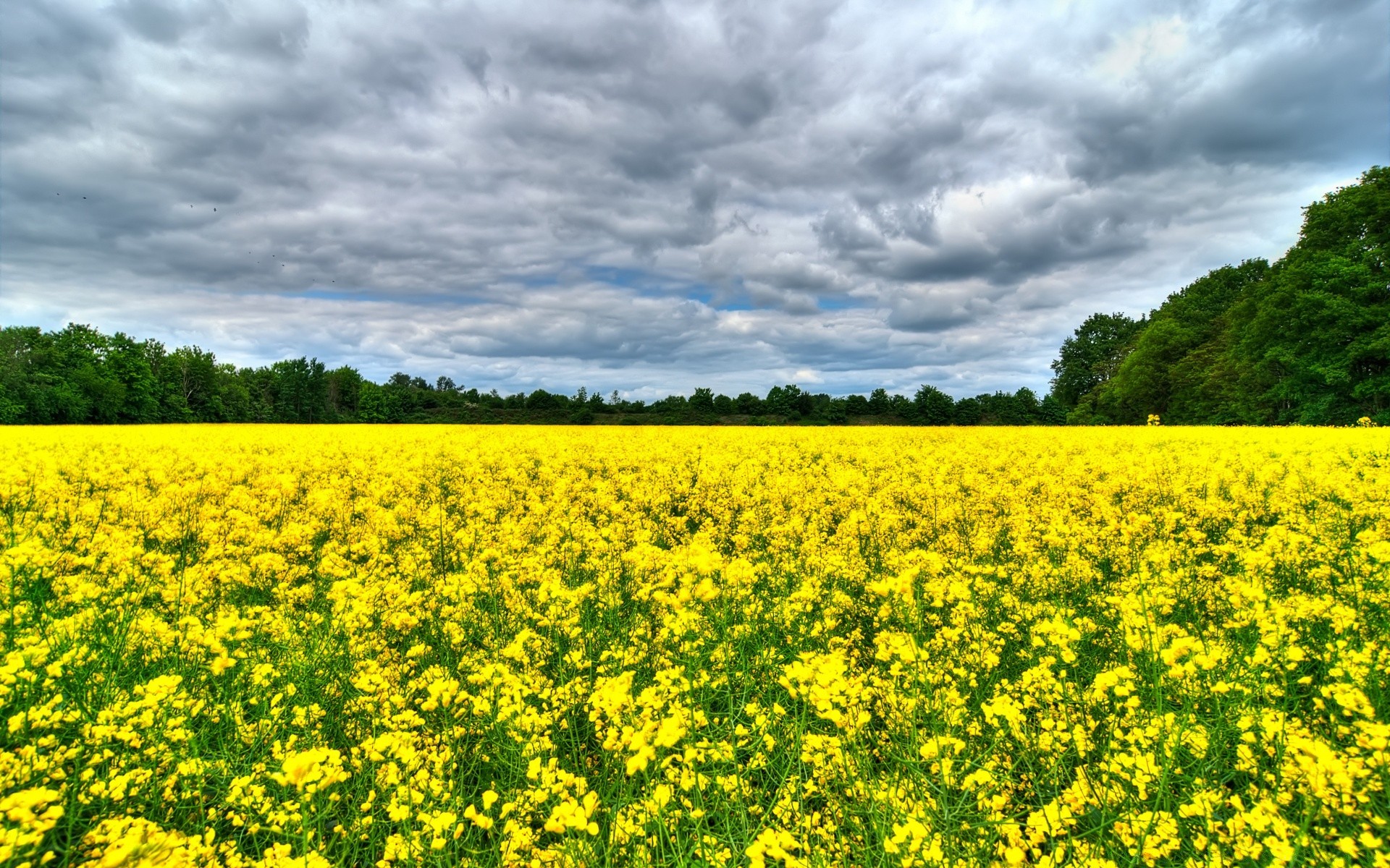 landscapes agriculture field crop farm rural landscape nature flower flora countryside hayfield summer outdoors oil environment soil oilseed growth pasture