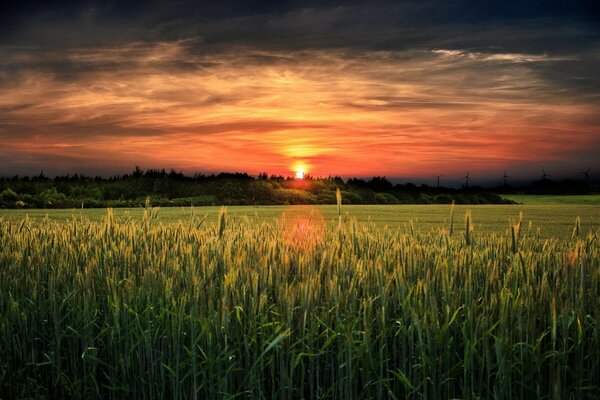 A warm sunset in the fields with wheat