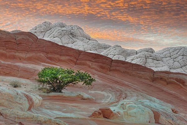A lonely tree on the mountainside