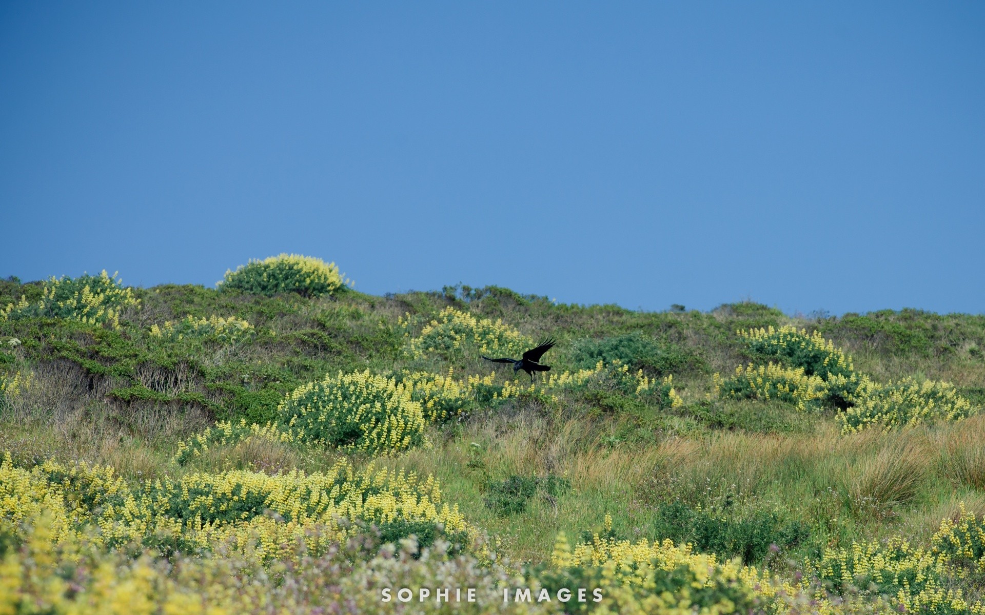 america nature landscape outdoors sky travel grass summer rural hill countryside field tree agriculture scenic growth grassland