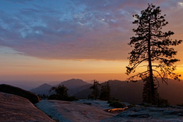 A lonely pine tree on the background of sunset