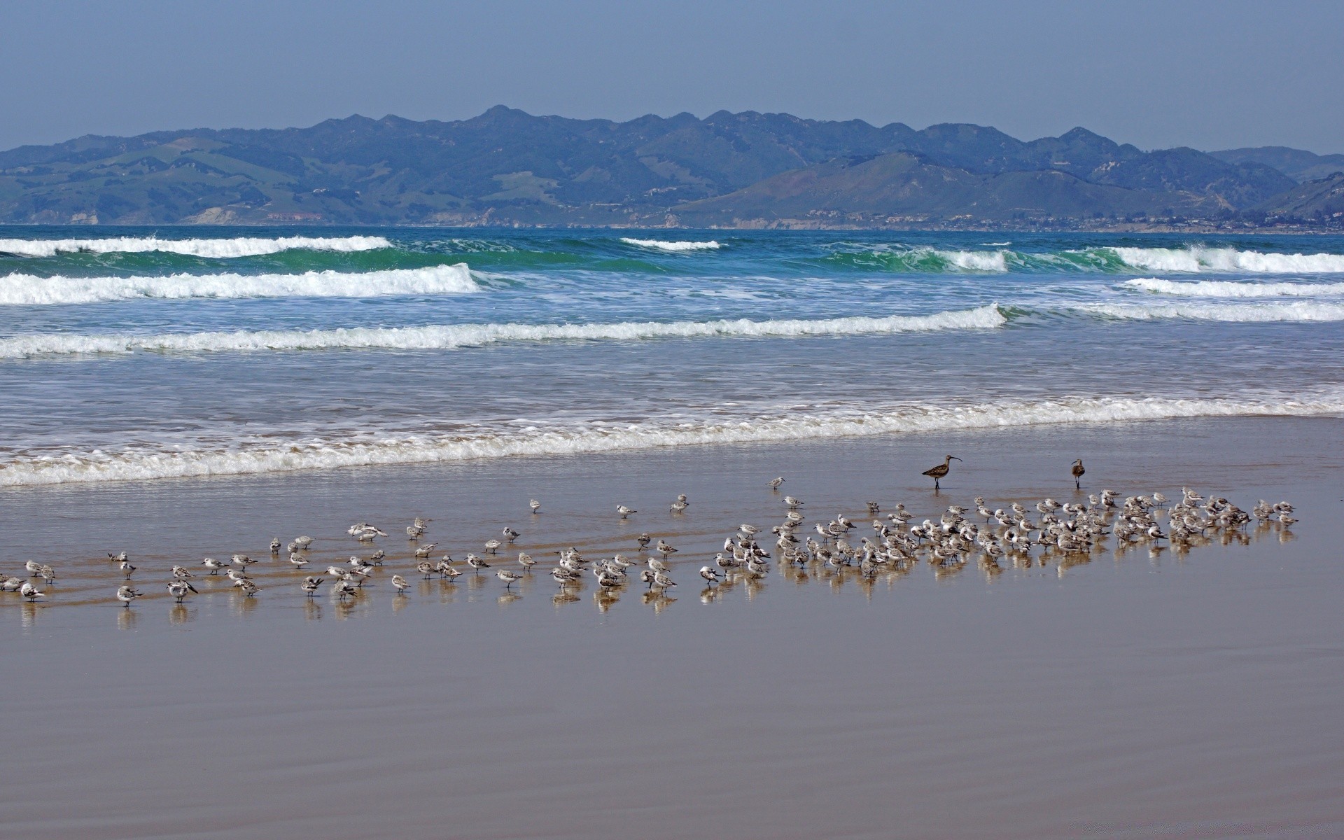 america bird water seagulls sea beach ocean flamingo nature seashore waterfowl goose flock outdoors sky wildlife lake travel poultry summer