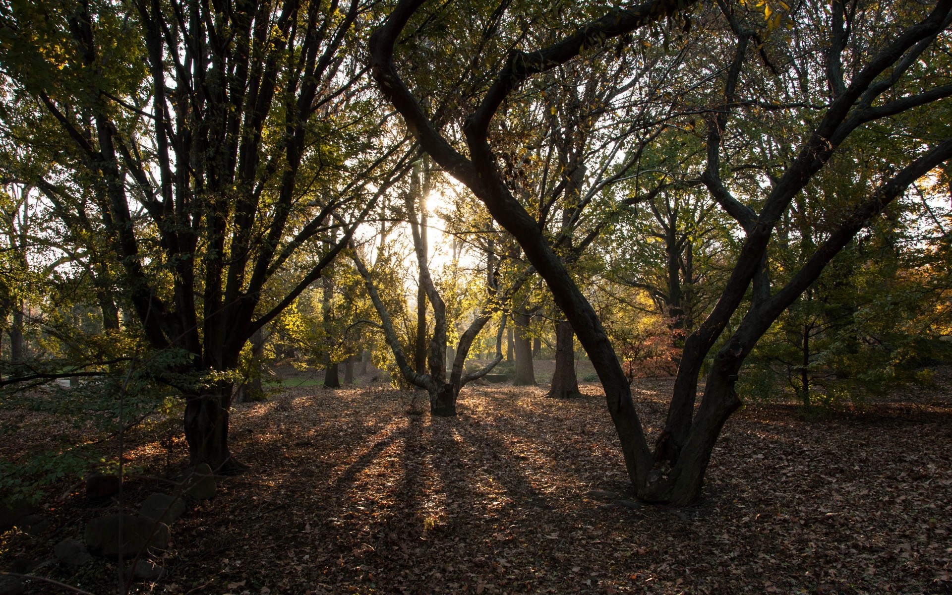 america tree wood landscape park leaf nature fall branch environment guidance dawn scenic daylight lush season fair weather outdoors sun trunk