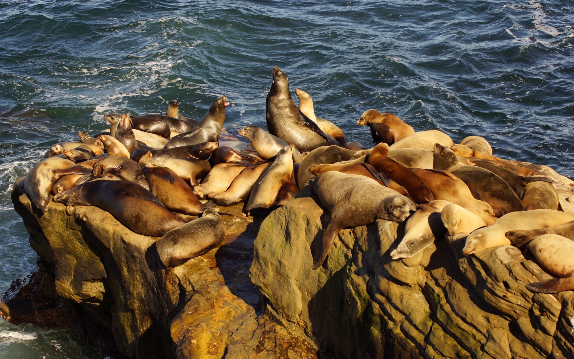 america water sea ocean seashore seal nature mammal marine wildlife beach rock outdoors animal wet