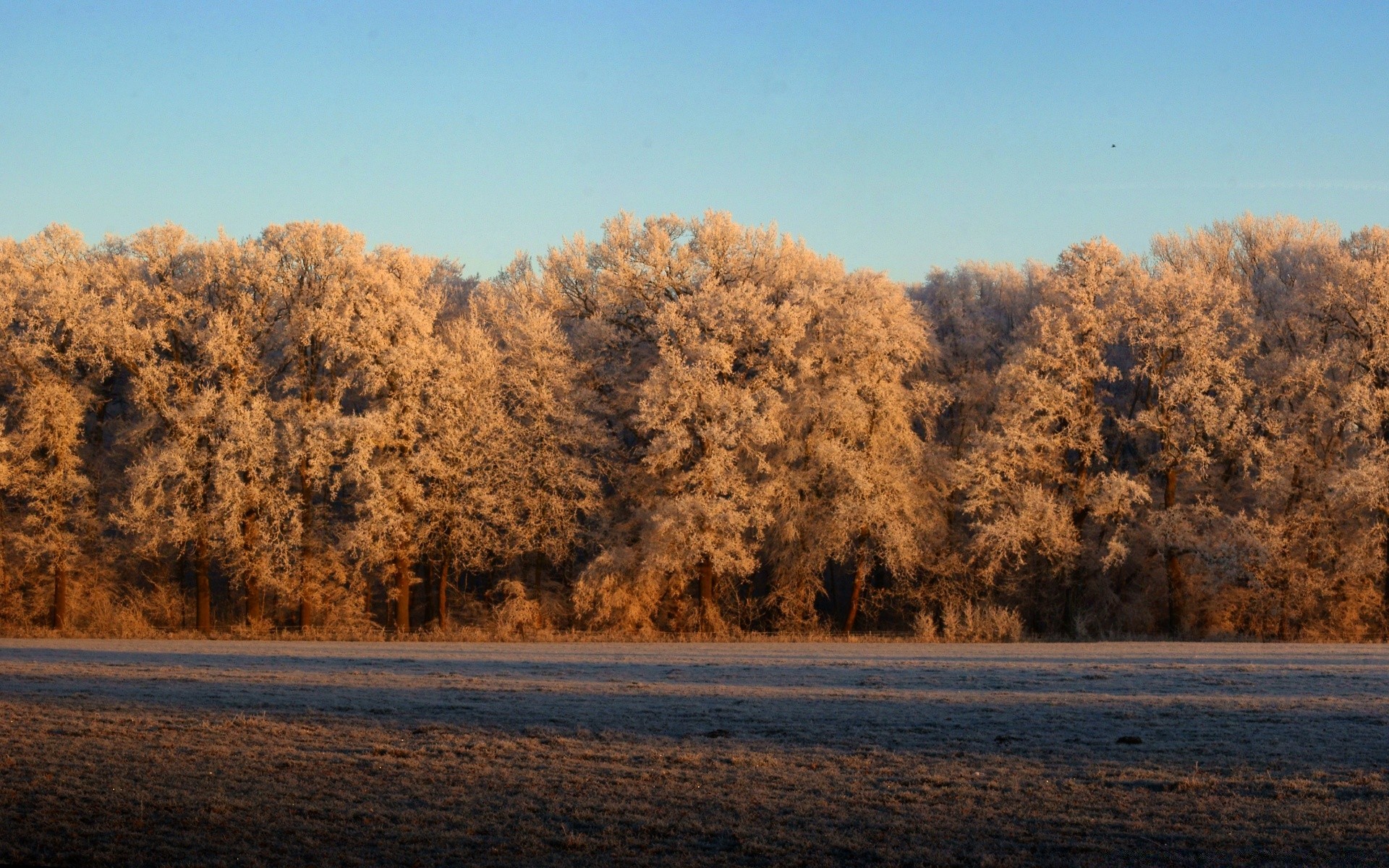 landscapes tree landscape fall winter wood snow dawn outdoors nature fog scenic sky daylight fair weather weather park