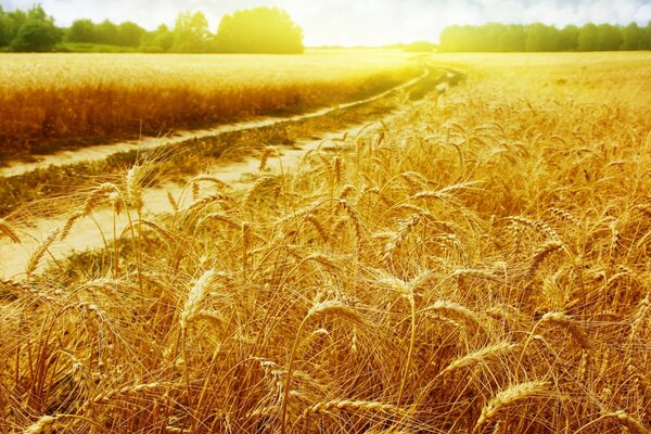 Golden wheat in the evening field