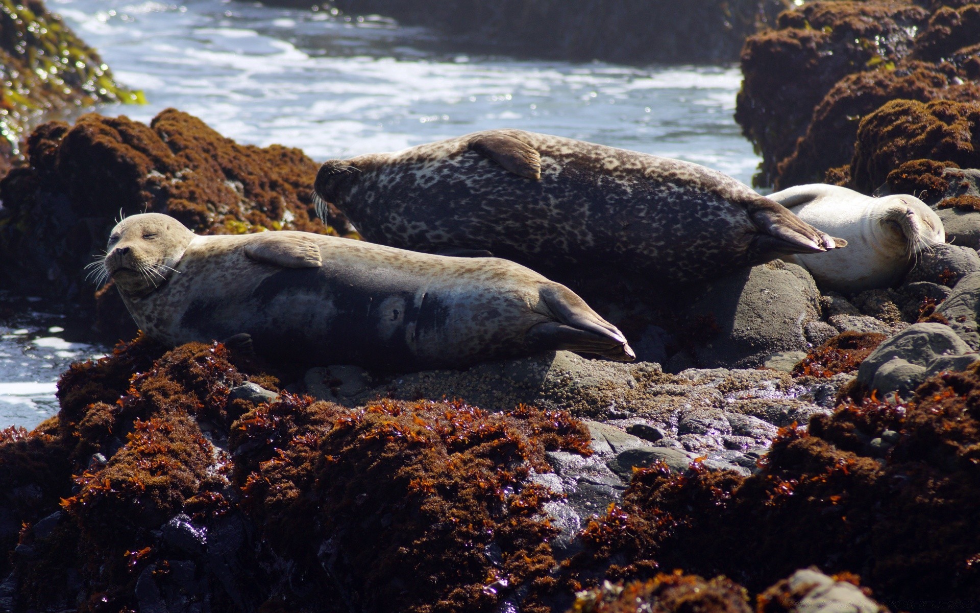 america water sea ocean seashore seal nature wildlife outdoors rock marine beach environment travel island