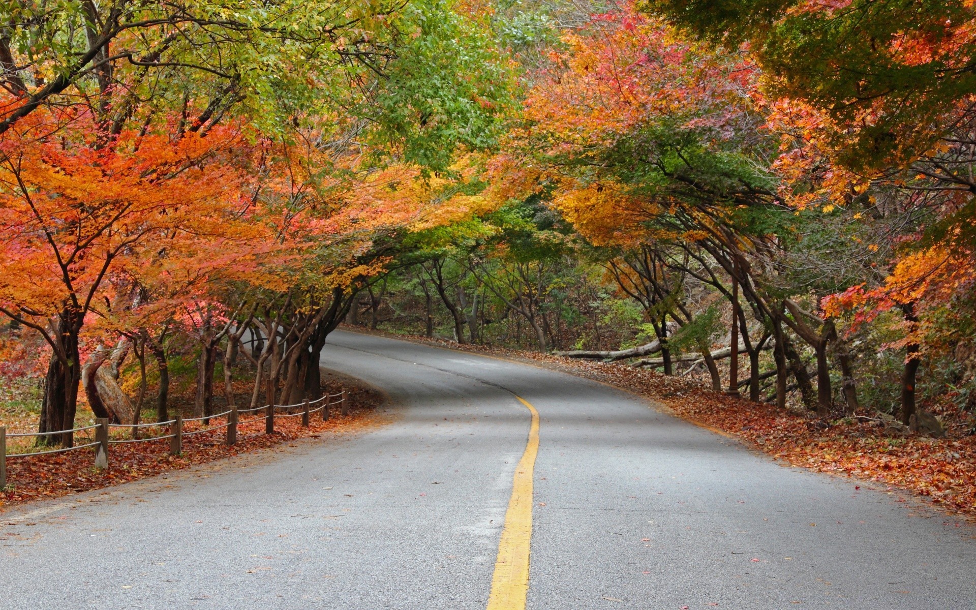 asia fall road leaf tree nature guidance landscape outdoors wood maple scenic park countryside rural