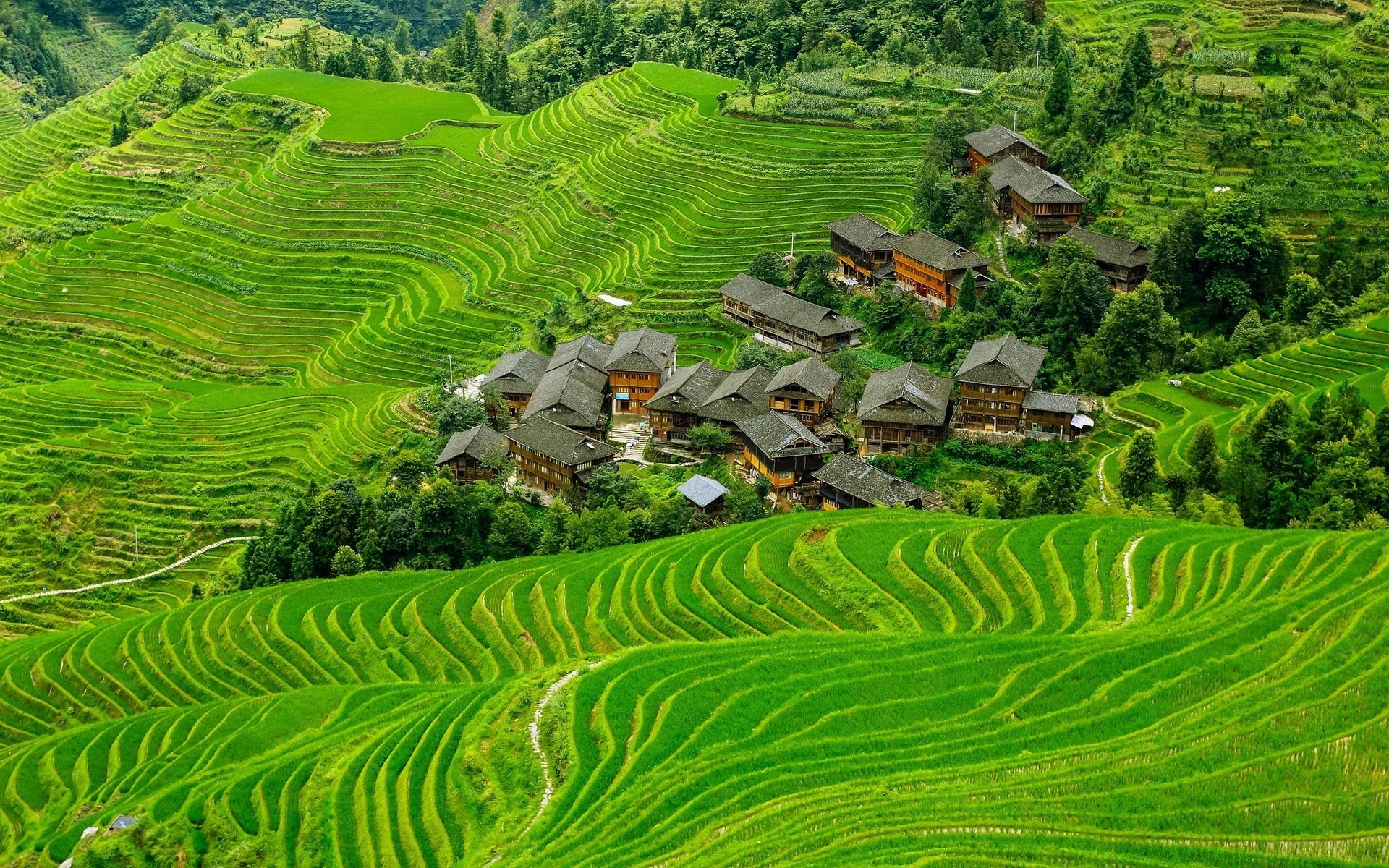asia agriculture nature patio growth plantation rural leaf farm summer flora cropland countryside landscape valley field outdoors rice travel farmland