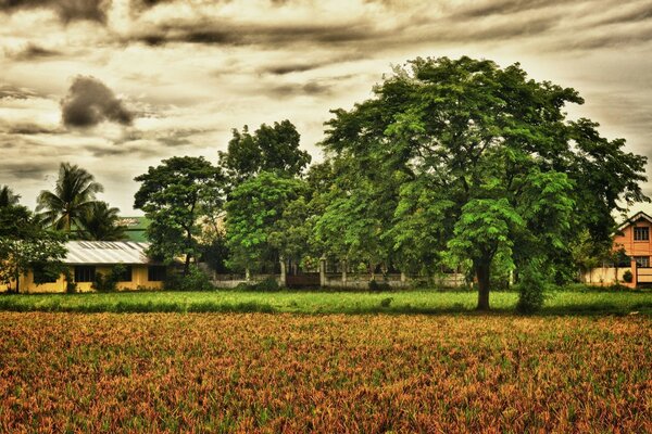 Trees and a field near the farm