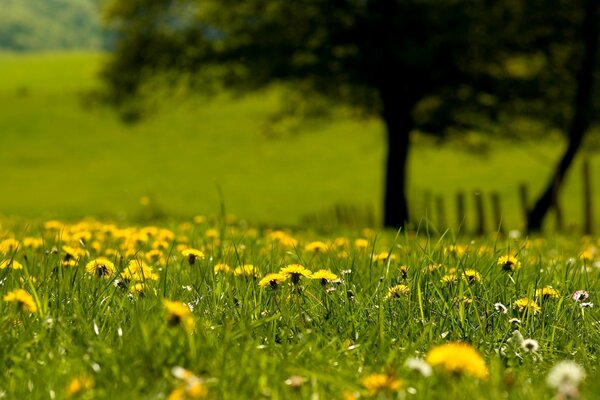 Landscapes of rural hay fields