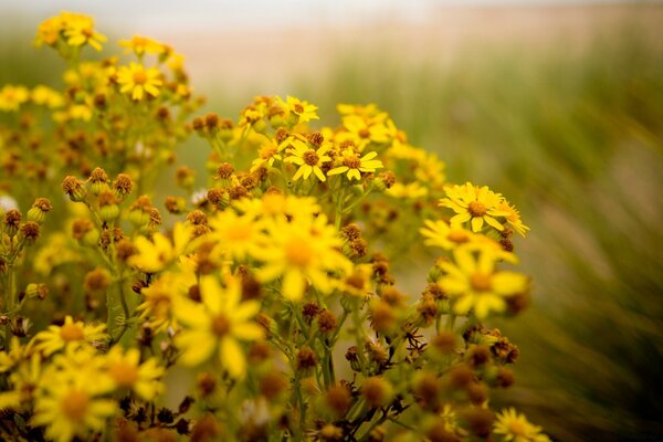 A yellow flower in a summer field