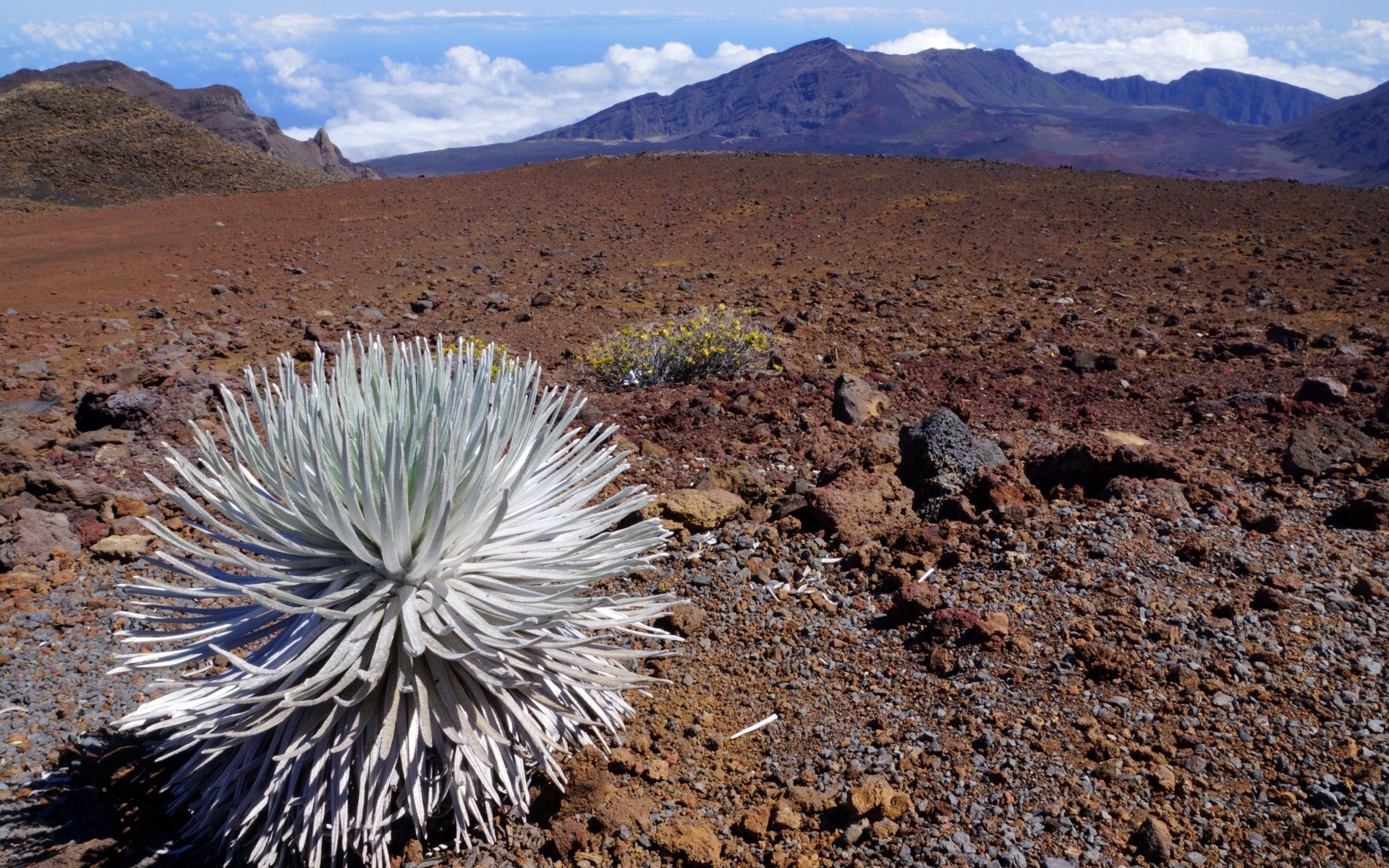 islands desert cactus arid dry landscape outdoors travel nature sky mountain sand volcano hot soil rock